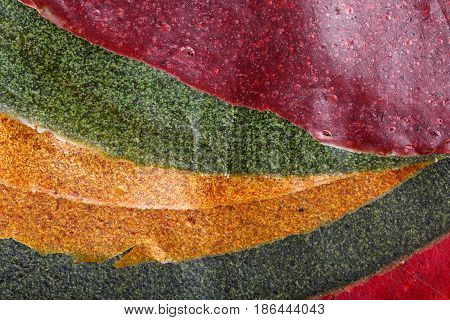 Tklapi - dried mashed fruit pulp / Colorful fruit leather from apricot kiwi dogwood. Georgian and Armenian cuisine. Food background.