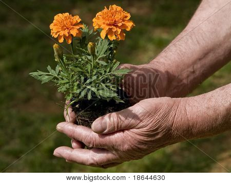 Planting