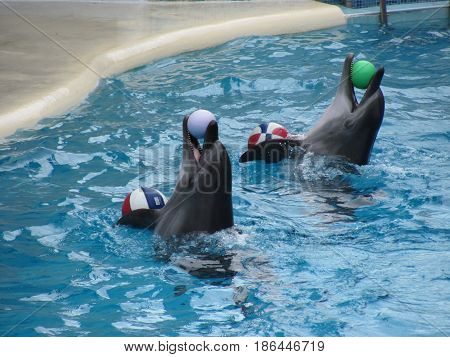 Close view of dolphins playing with balls in the waterpool