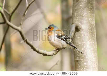 The picture shows a chaffinch on a branch