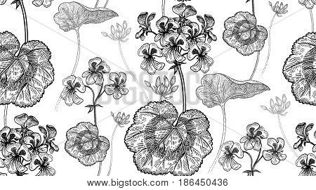 Geranium or Pelargonium flower. Seamless floral pattern. Vector illustration. Hand drawing art. Black and white graphics. Vintage engraving. Template for packaging textile paper wallpaper fabric.