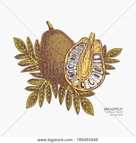 Engraved botanical sketch. Vintage jack fruit design. Tropical plant frame. Wedding template