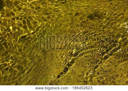 Texture of moving water of a river with green bottom.