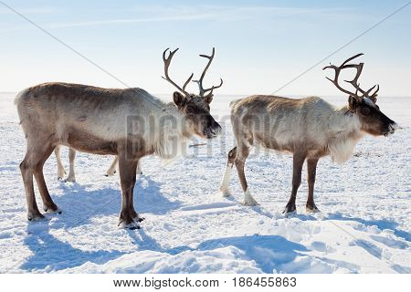 Reindeer grazing in the tundra during winter