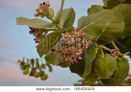 Wild beach flowers along palm beach in Aruba.
