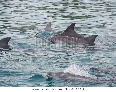 Pod of bottlenose dolphins (Tursiops truncatus) Western Australia