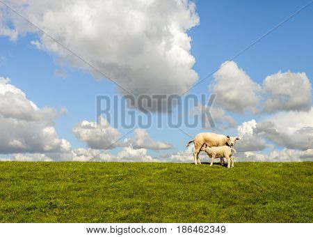 Baby sheep drinking at its mother against the background of a blue sky with large cumulus clouds.