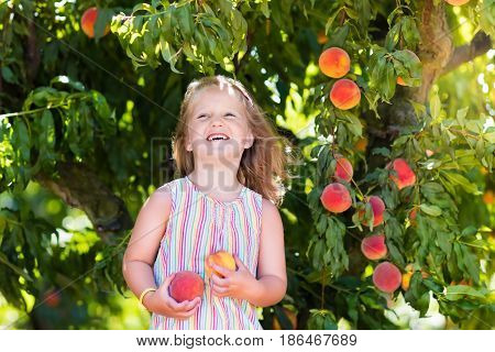 Child Picking And Eating Peach From Fruit Tree