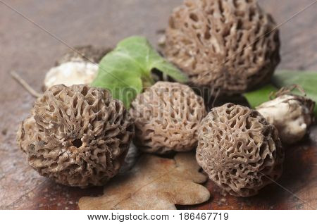Morel fungus close up shot local focus