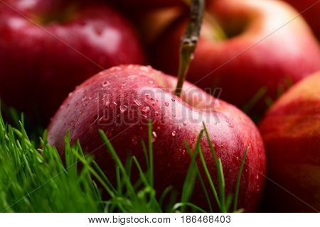 Apple Red Color Fallen On Fresh Green Grass
