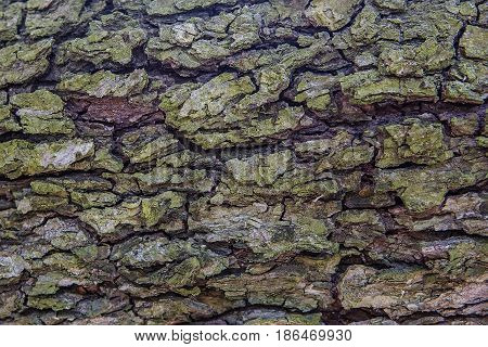 Old Wood Tree Trunk Textured Pattern