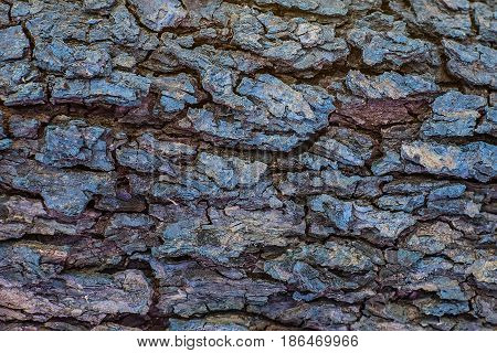 Old Wood Tree Trunk Textured Pattern
