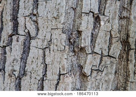 Old Wood Tree Texture Background Pattern