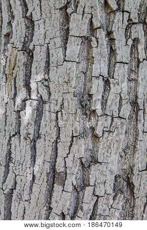 Old Wood Tree Trunk Textured Pattern
