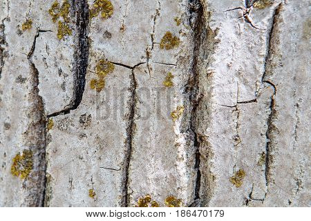Old Wood Tree Trunk Textured Pattern