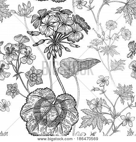 Geranium or Pelargonium flower. Seamless floral pattern. Vector illustration. Hand drawing art. Black and white graphics. Vintage engraving. Template for packaging textile paper wallpaper fabric.
