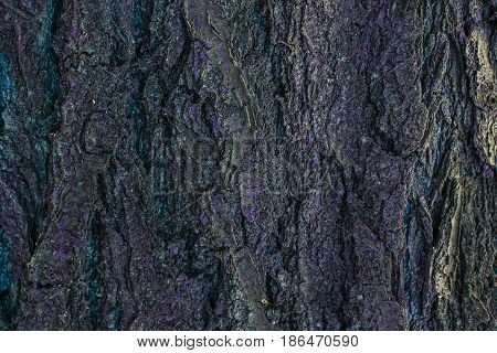 Old Wood Tree Trunk Textured Pattern
