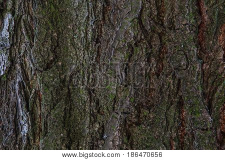 Old Wood Tree Trunk Textured Pattern