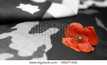 Memorial Day. Poppy Flower on Black and White Mimetic Background Usa Flag.