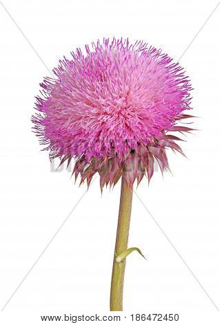 Single stem with a compound flower of musk thistle (Carduus nutans) isolated against a white background