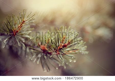 Wet green branches of pine trees after a rain.