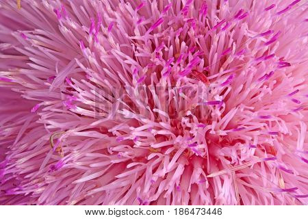 Purple compound flower of musk thistle (Carduus nutans) fills the frame of a flower background