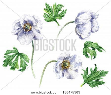 Hand drawn floral set. Watercolor white anemone flowers and green leaves isolated on blank background. Windflower elements aquarelle sketch.