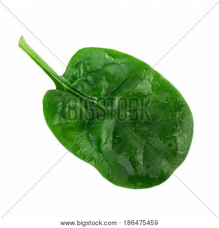 Spinach leaf. One fresh green spinach leaf isolated on white background