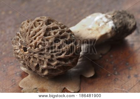 Morel fungus close up shot local focus