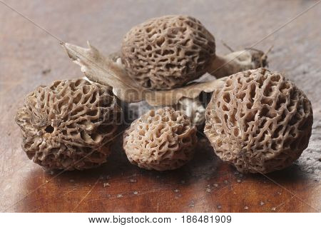 Morel fungus close up shot local focus