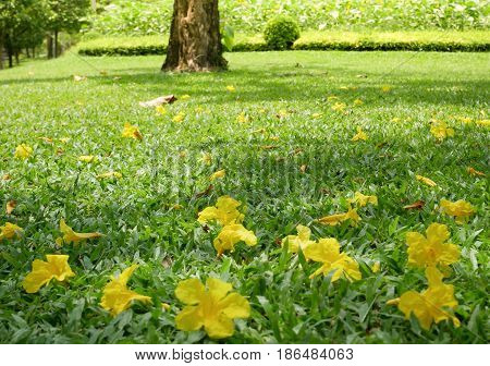 Small yellow flower fall on floor. Can be use a blackground.