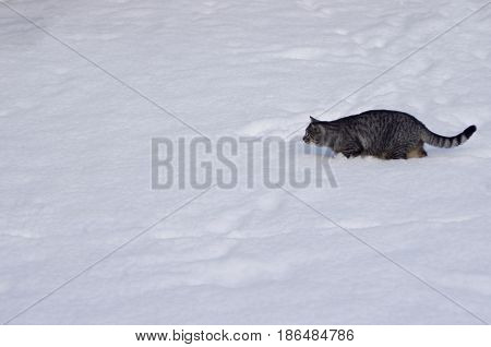 Gray tabby cat hunting in white snow
