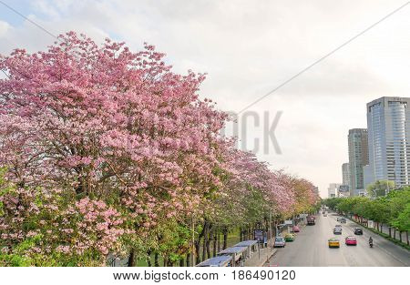 BANGKOK THAILAND - APRIL 8 2017: Pink trumpet tree blooms along the street in front of Chatujak Park.