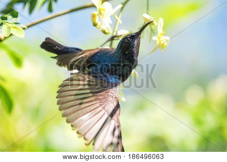 Image of a bird (purple sunbird). Wild Animals.