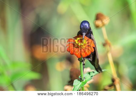 Image of a bird (purple sunbird). Wild Animals.