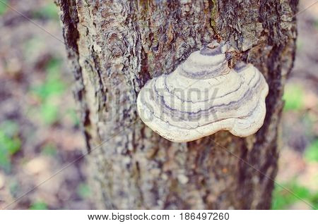 Mushrooms On A Tree In A Forest Closeup