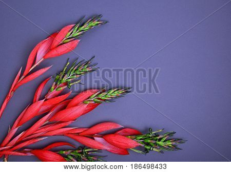 red Billbergia flower on a black background empty space