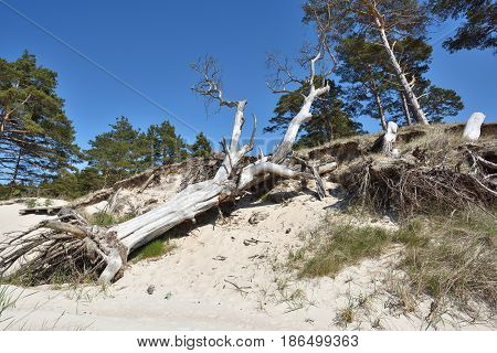 Natural erosion shore of Baltic sea coast