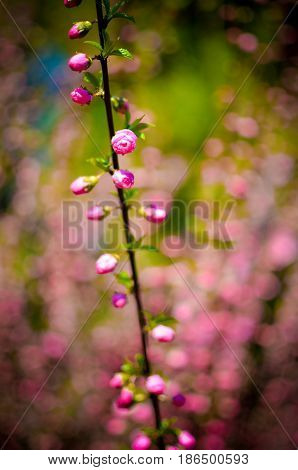 Branch With Beautiful Pink Flowers Of Amygdalus Triloba Bush