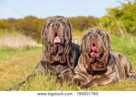 Neapolitan Mastiff On A Meadow