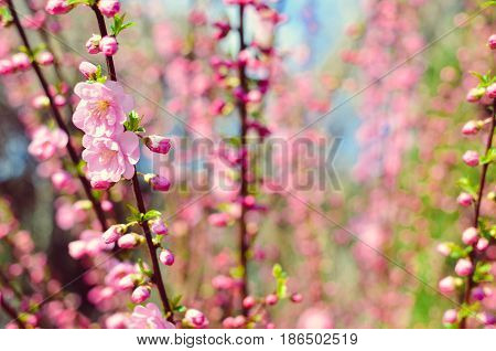 Branch With Beautiful Pink Flowers Of Amygdalus Triloba Bush