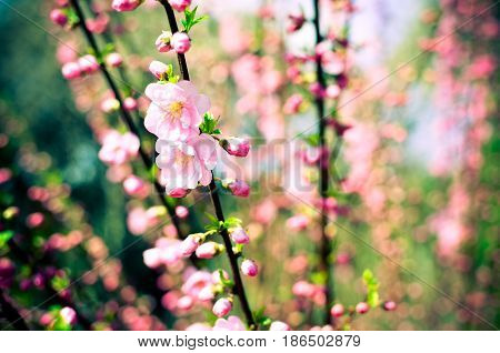 Branch with beautiful pink flowers of Amygdalus triloba bush at spring closeup