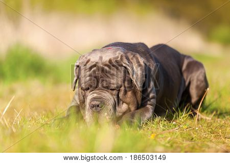 Neapolitan Mastiff On A Meadow