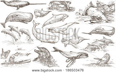 Animals around the World - CETACEANS Cetacea. Collection of an hand drawn illustrations. Colored freehand sketches. Line art. Drawings on white background isolated.