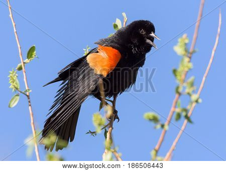 Red-winged Blackbird perched in a tree protecting his territory.