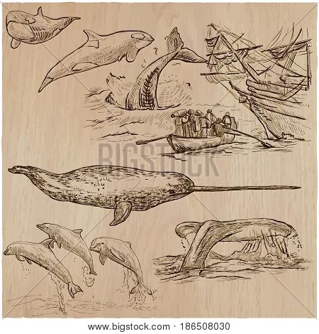 Animals around the World - CETACEANS. Collection of an hand drawn vector illustrations. Freehand sketches. Line art. Each drawing comprise of a few layers of outlines. Background is isolated.