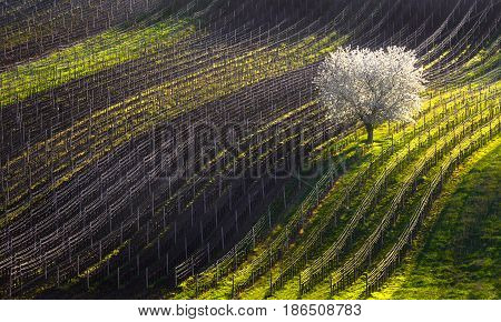 Line and Wine. A beautiful spring landscape with a flowering tree and vineyard lines.Moravian rolling landscape with white blossoming apple-tree in the background of lines of vineyards. Strings of spring.