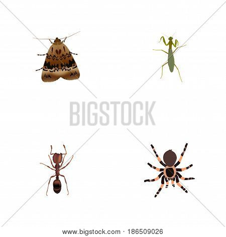 Realistic Grasshopper, Emmet, Butterfly And Other Vector Elements. Set Of Hexapod Realistic Symbols Also Includes Mantis, Butterfly, Tarantula Objects.