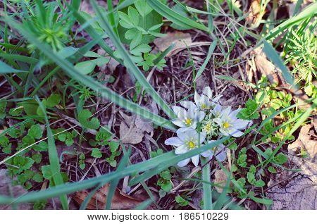 Close-up of white flowers of Star of Bethlehem Ornithogalum plant with green lance-shaped leaves