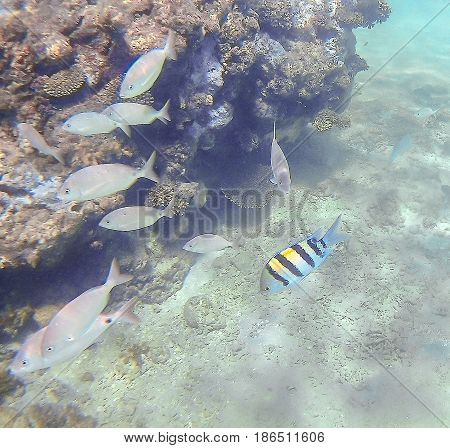 Abudefduf Vaigiensis And Sparidae Swim Around A Bright Colored Coral Reef In The Red Sea In Hurghada